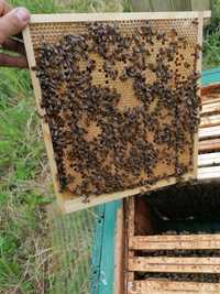 Odkłady pszczele na 2023