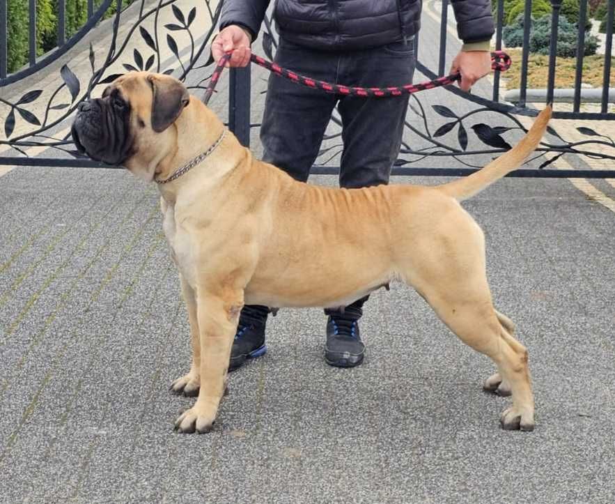 Bullmastiff nie rottweiler corso szczeniak ur. 3.12.24r doskonałe skoj