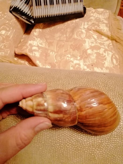 Ракушка в акваріум
