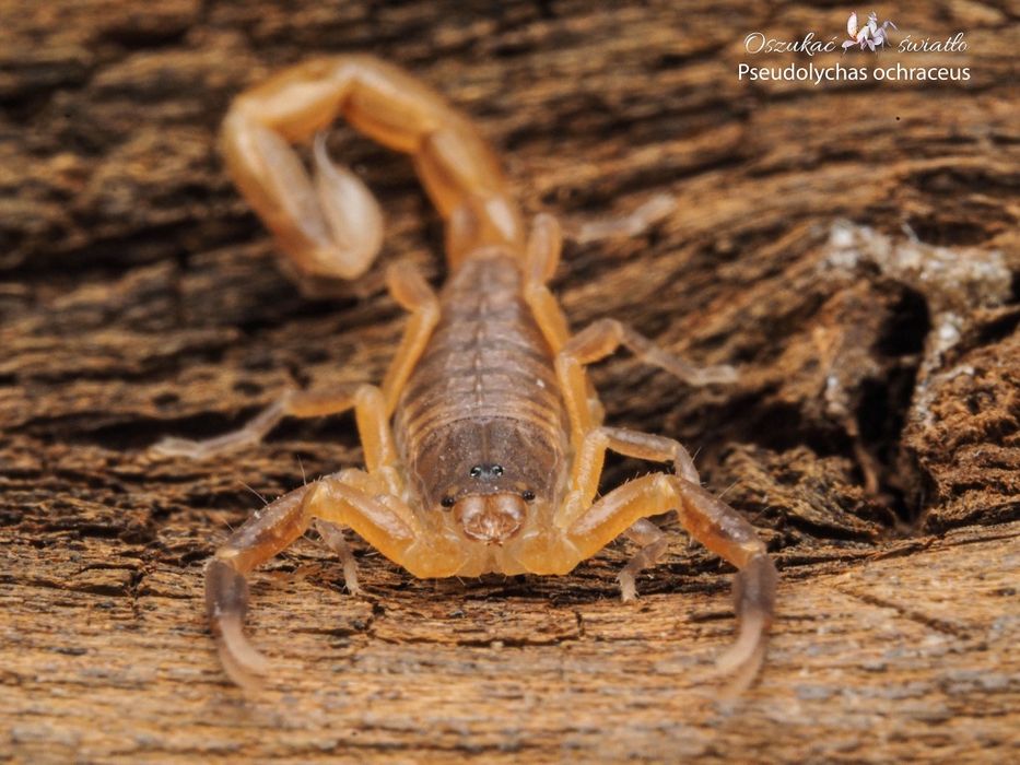 Pseudolychas ochraceus. (PARTOGENEZA)
L3