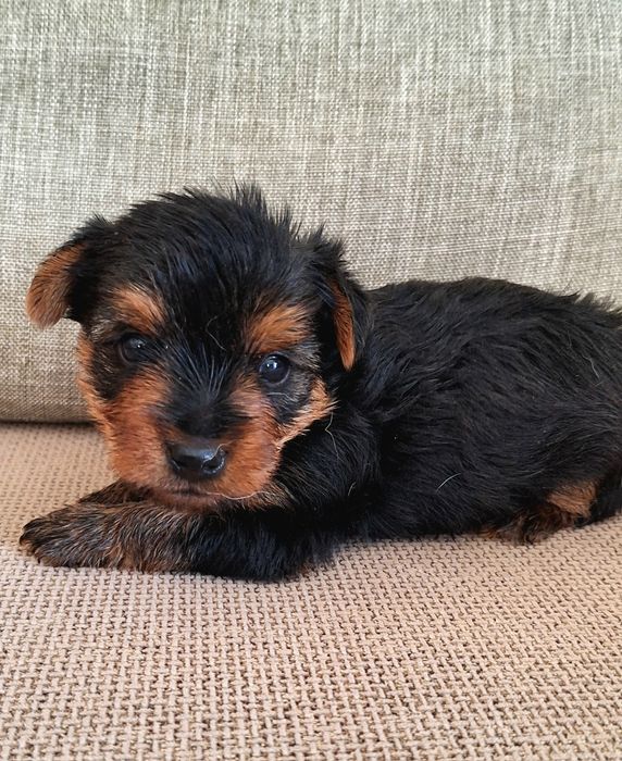 Yorkshire Terrier  mini