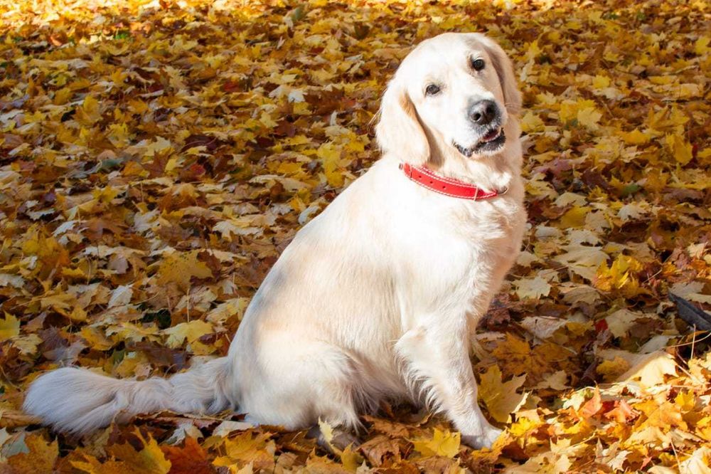 Golden Retriever ZKwP FCI