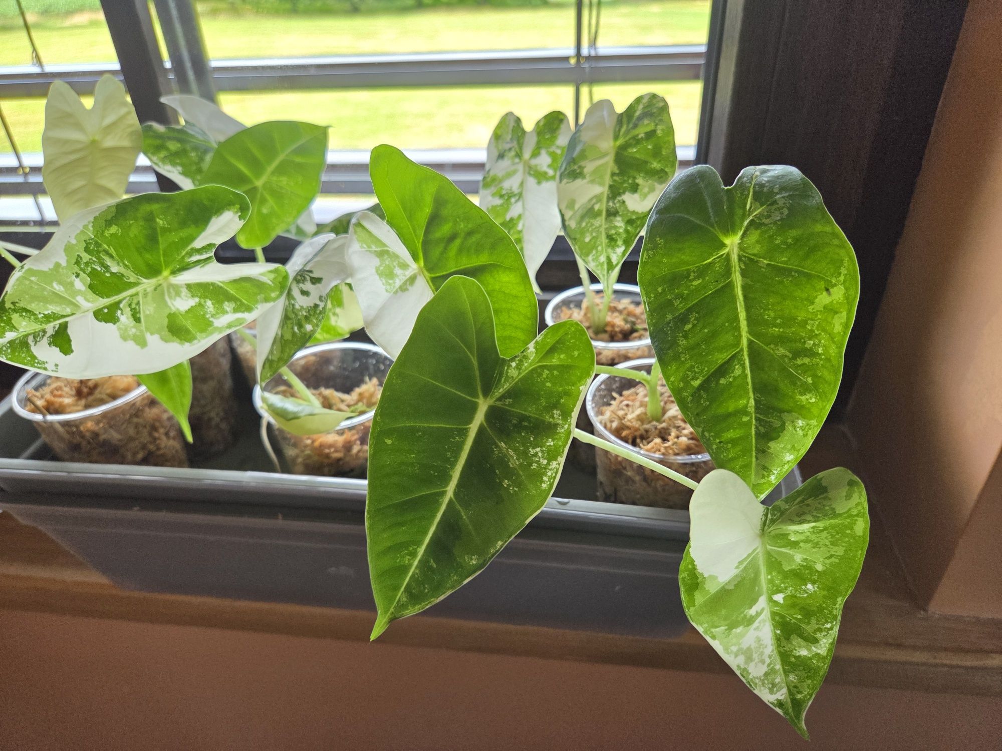 Alocasia frydek variegata