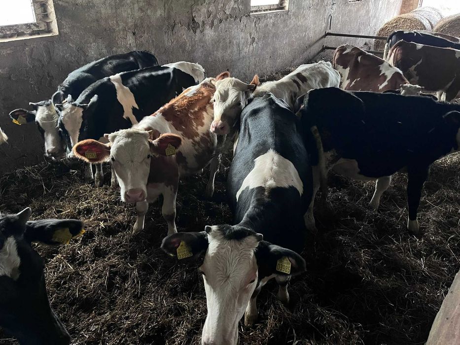 Jałówki z wlasnej hodowli