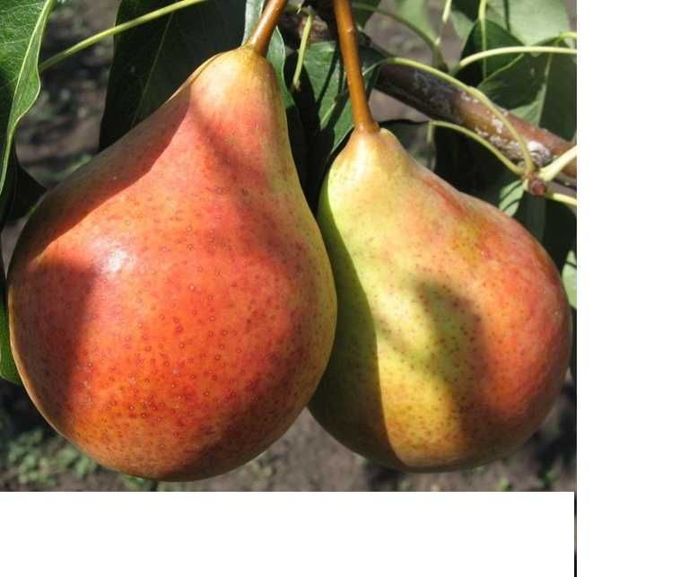 Продам 1-3 летние саженцы груш, персиков, абрикосов и яблонь