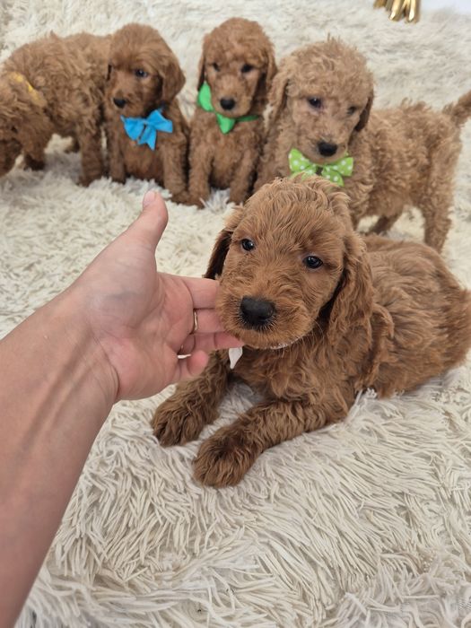 Goldendoodle f1b standard