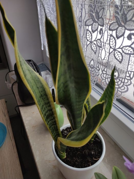 Śliczna sansewiera 30 cm