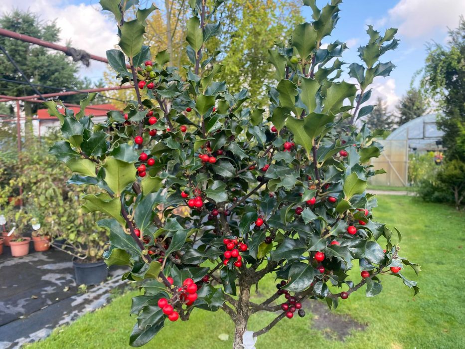 Ostrokrzew Meserva BLUE ANGEL Pa100