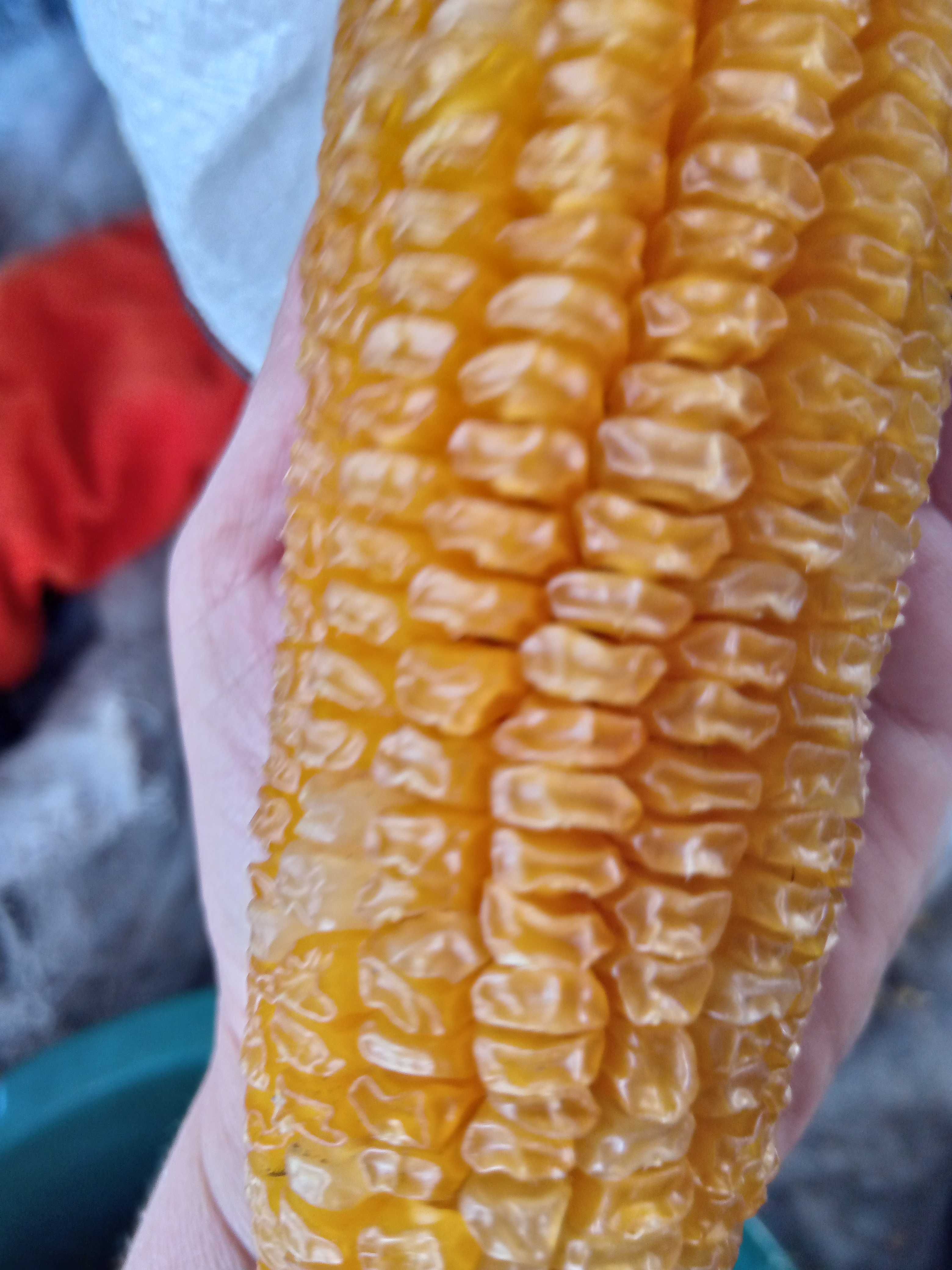 Насіння цукрової кукурудзи сорту ''Делікатесна''