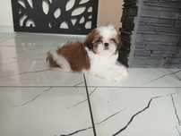 Piesek Shih-tzu z Rodowodem