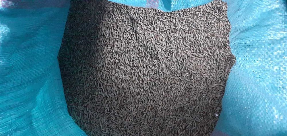 Pszenica, pszenżyto, żyto, łubin BORUTA