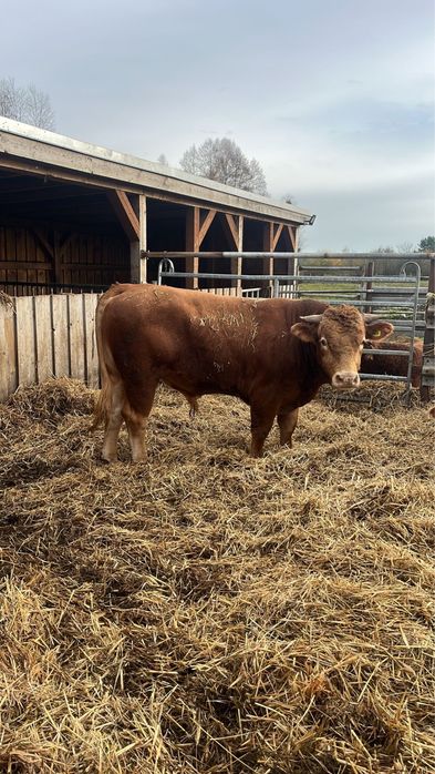 Odsady i byki na rzeź