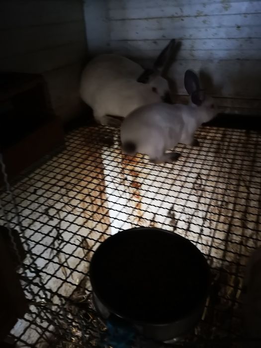 Coelhos raça California