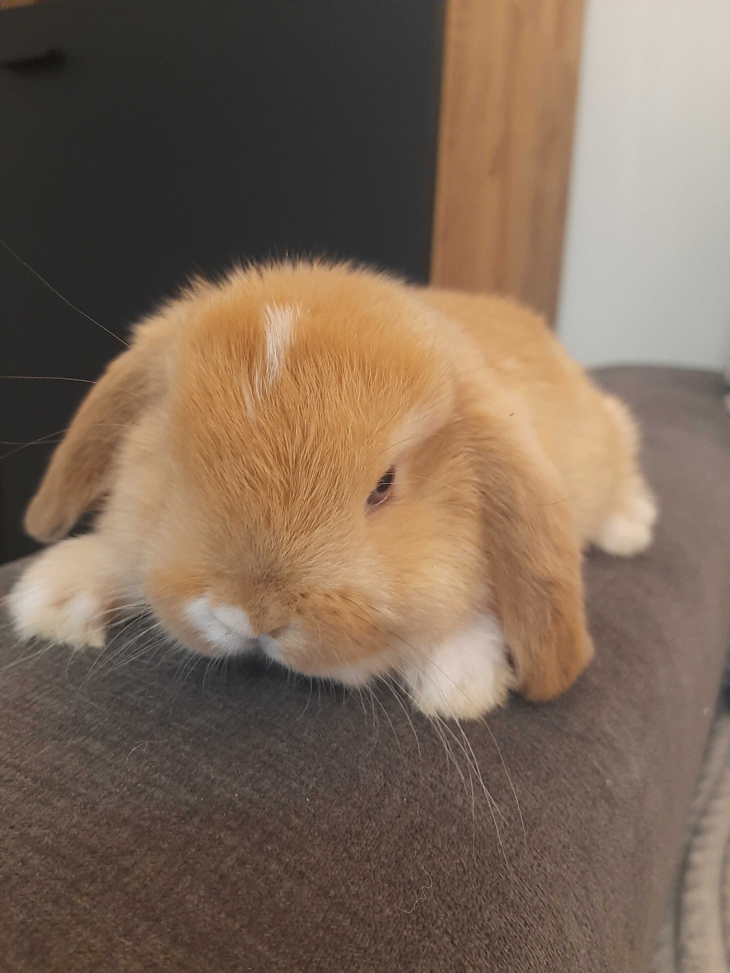Króliki baranek  miniaturka  mini lop cena tylko dzisiaj