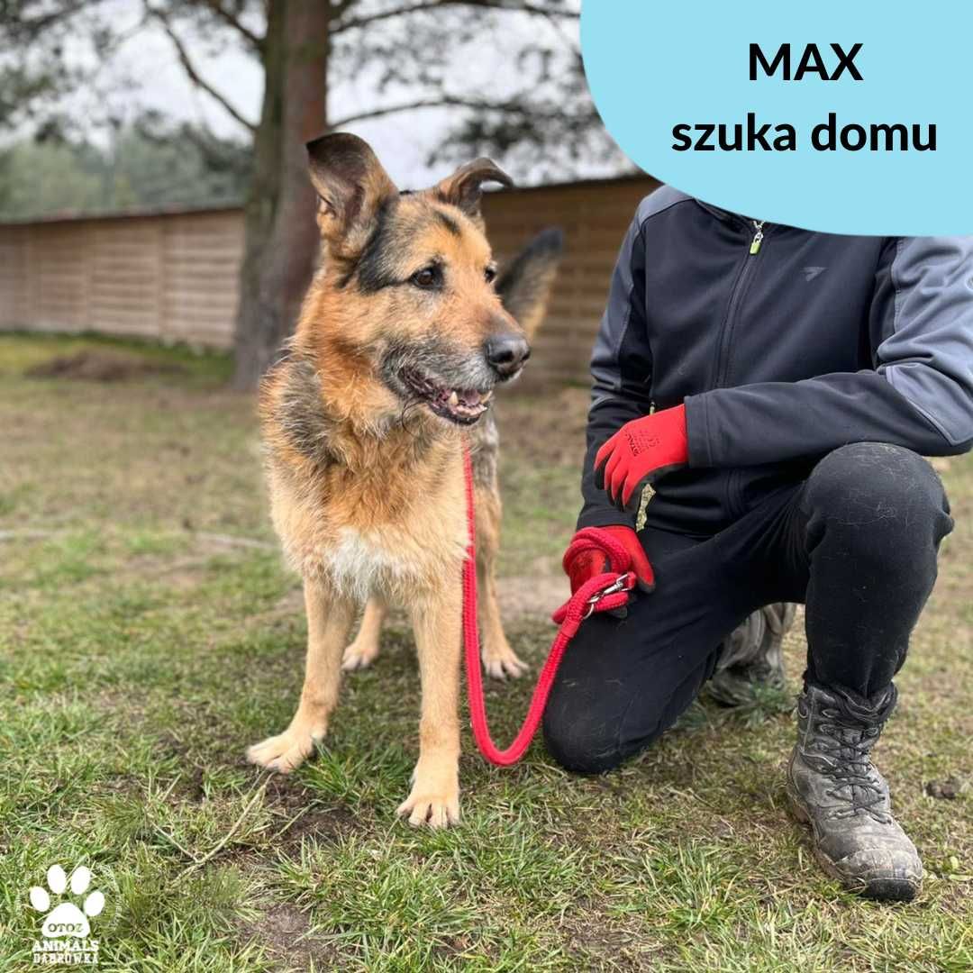 Max pilnie szuka domu!