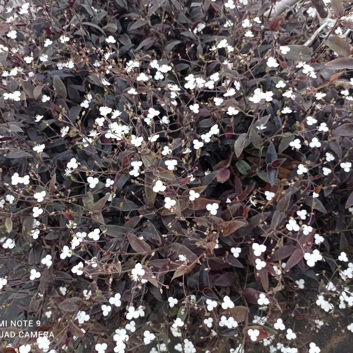 Традесканція частина 3