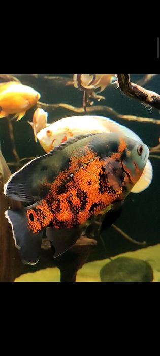 Pielęgnica Pawiooka Red Tiger