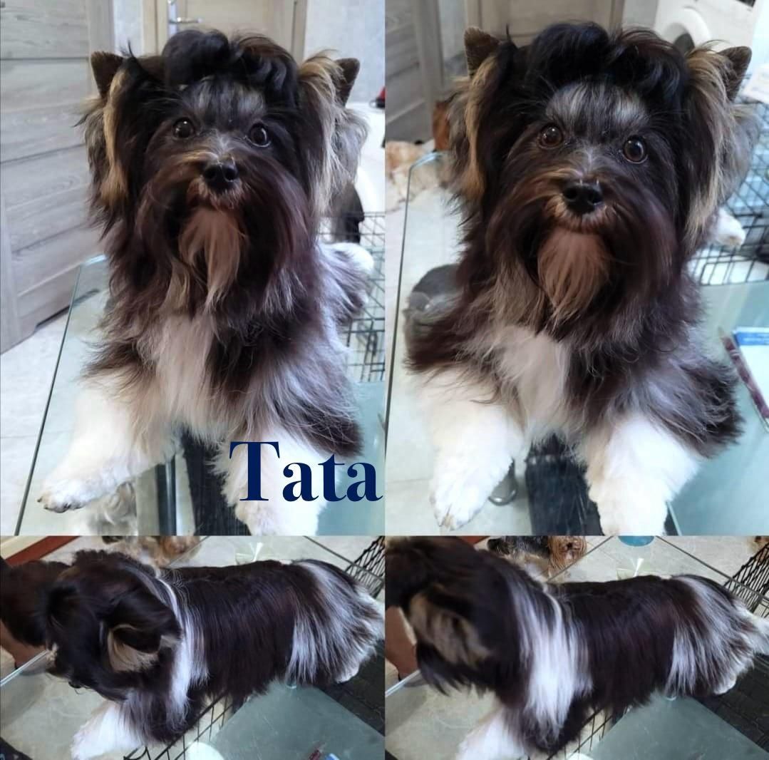 Suczka Fiora Yorkshire Terrier Biewer