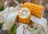 Kukurydza Ułan FAO 270