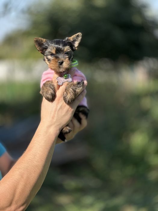 Унікальні міні-Йорки — любов у кожному погляді