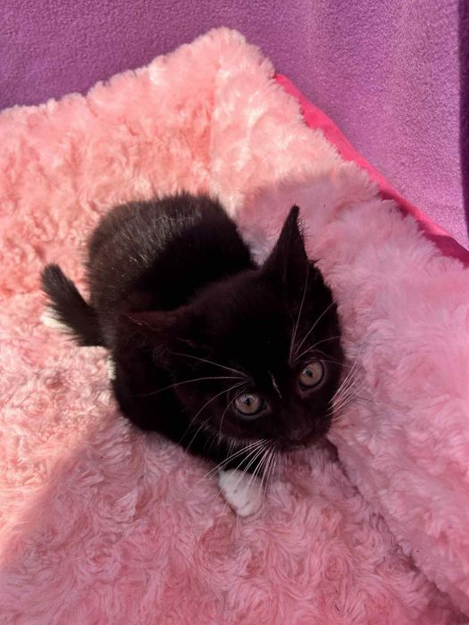 Czarna piękność do adopcji!