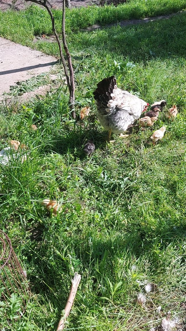 Квочка і курчата