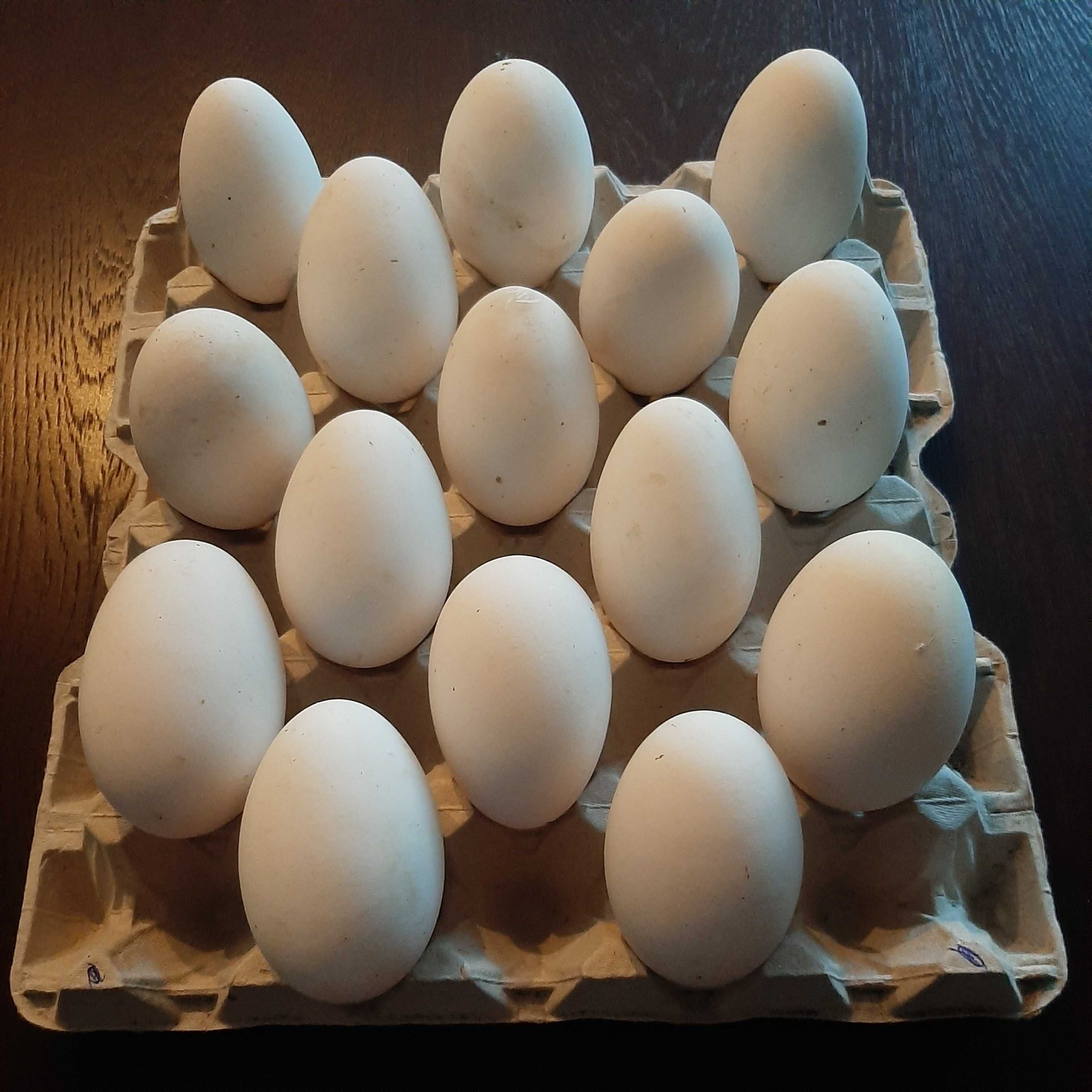 Jaja gęsie i indycze lęgowe