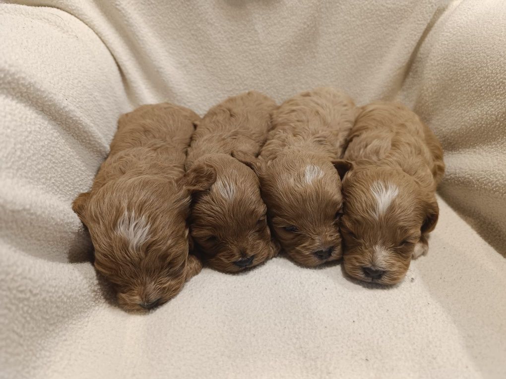 Cavapoo, sliczny zarezerwuj