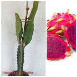 Plantas de frutos tropicais
