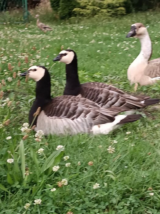 Bernikle białolice para lęgowa gęsi ozdobne drób wodny