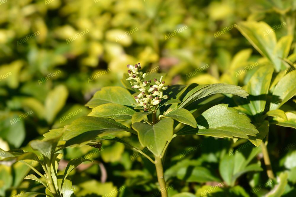 Runianka japońska Zielony Dywan (Pachysandra terminalis) Doniczka 1.0L