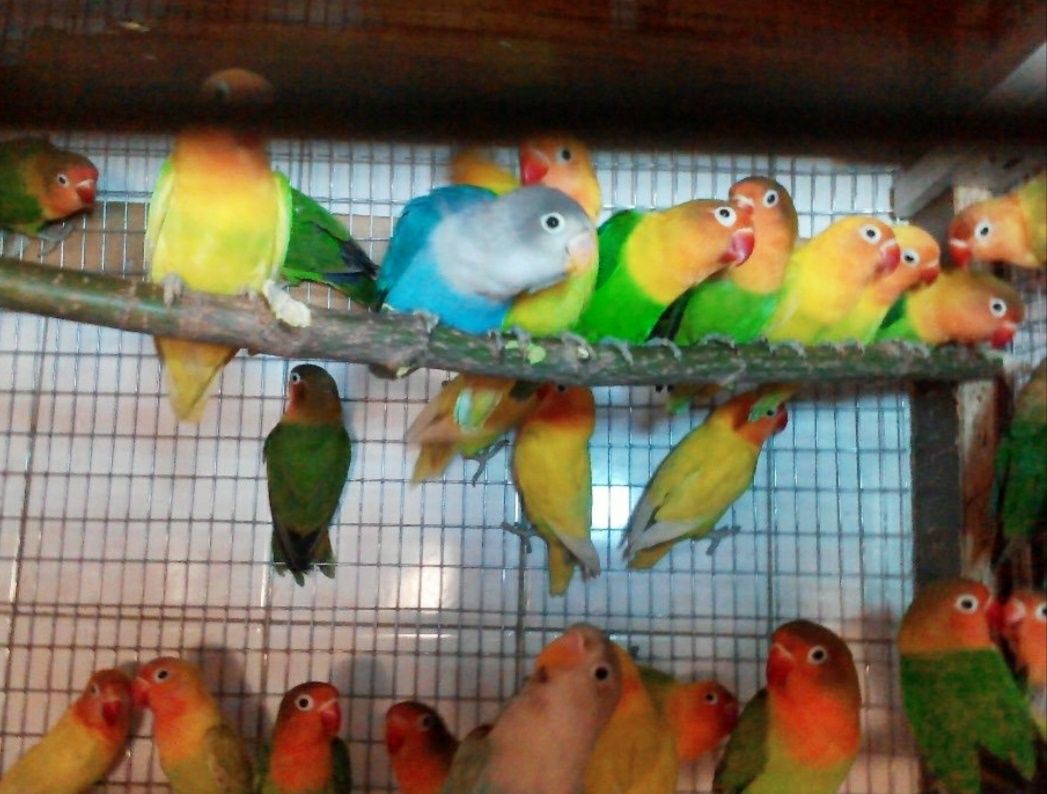 Молоденькие волнистые  неразлучники волнистые попугаи