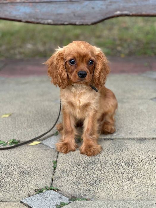 Хлоп'ятко ккчс ксу