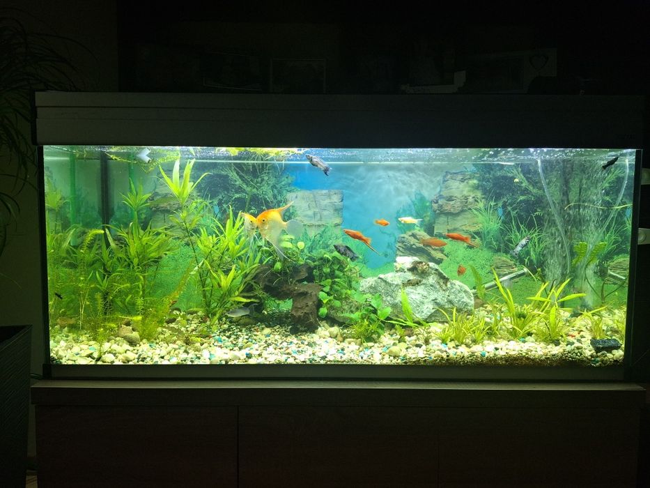 Akwarium AQUAEL 240 l