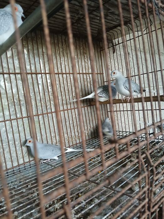 Rolas diamante fêmeas 2025