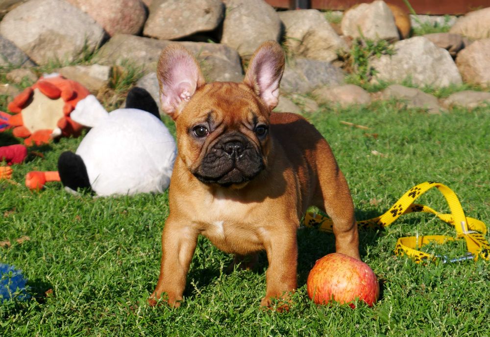 Buldog francuski FCI, prawdziwy rodowód ZKwP cudowna ruda suczka XENA