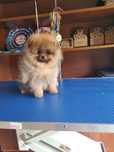 Piękny piesek pomeranian