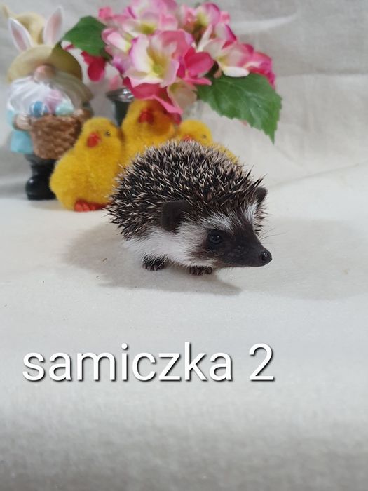 Jeż afrykanski jez pigmejski