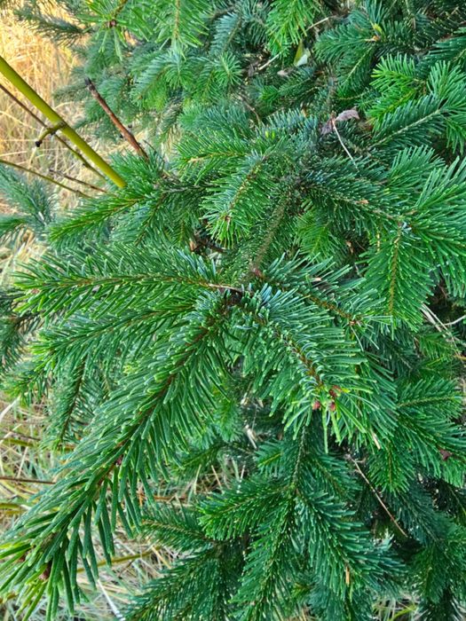 Jodły - Choinki do Kościoła