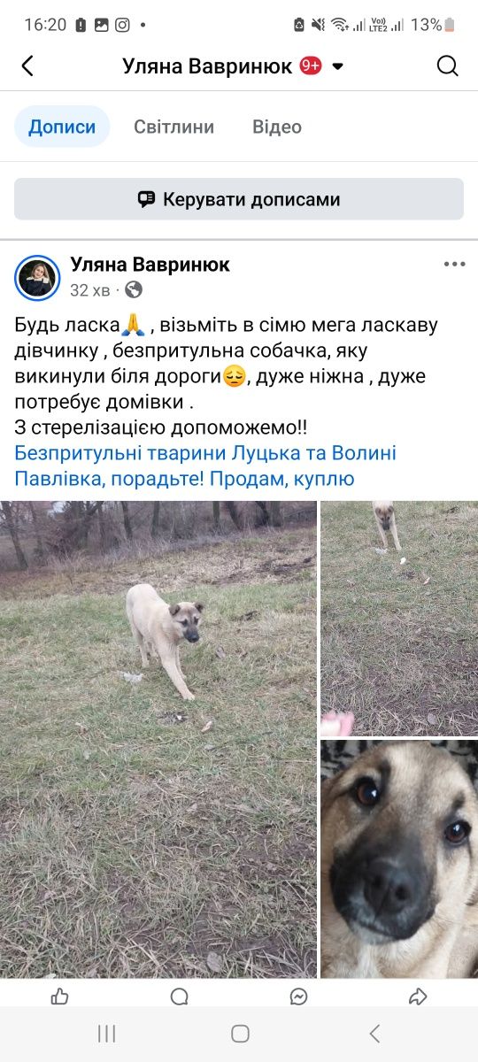 Собака шукає сімю дівчинка стереліз