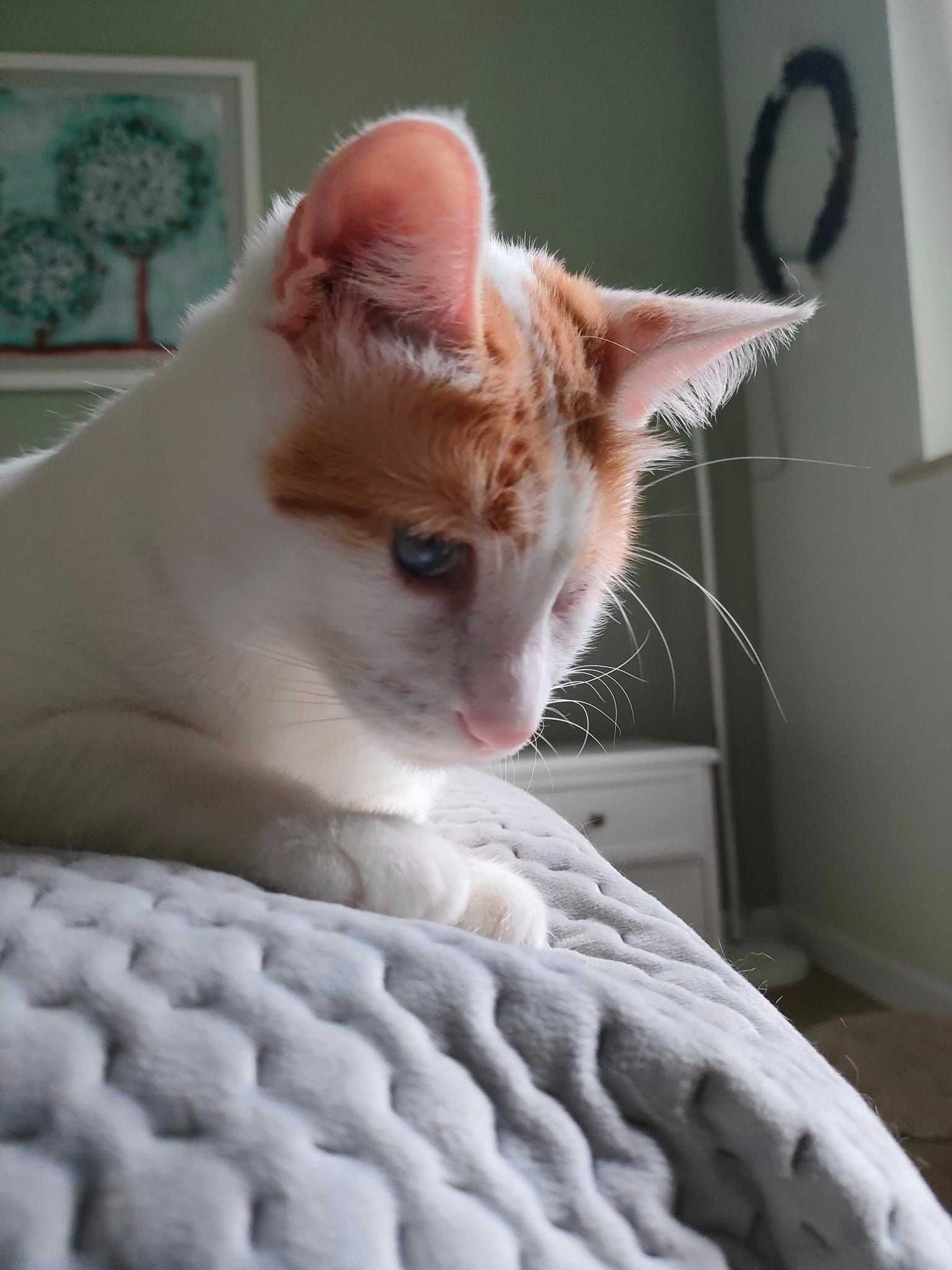 Kochająca, niewidoma kotka Eleni szuka wymarzonego domu