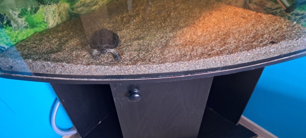 Mauremys reevesii żółwie chińskie
