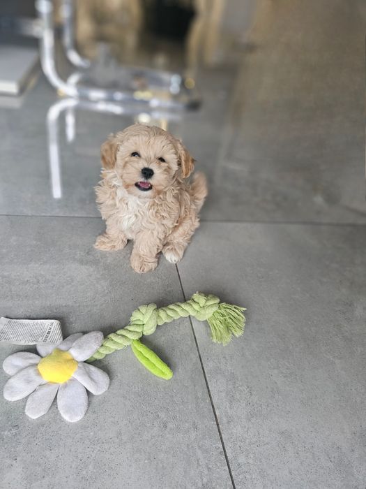Obejrzyj Filmik Cudny Chłopczyk Maltipoo