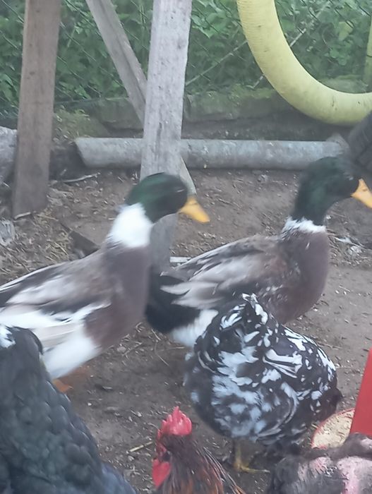 Kaczory staroposkie cena za dwie szt
