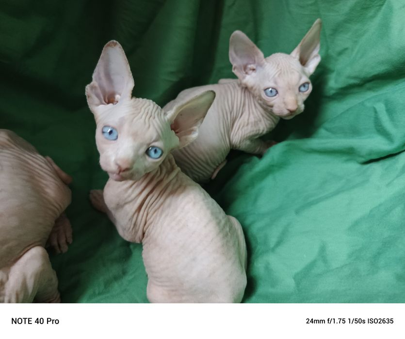 Любимочки красивенные