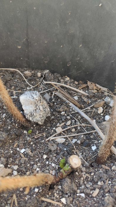 Framboesa Amarela mudas