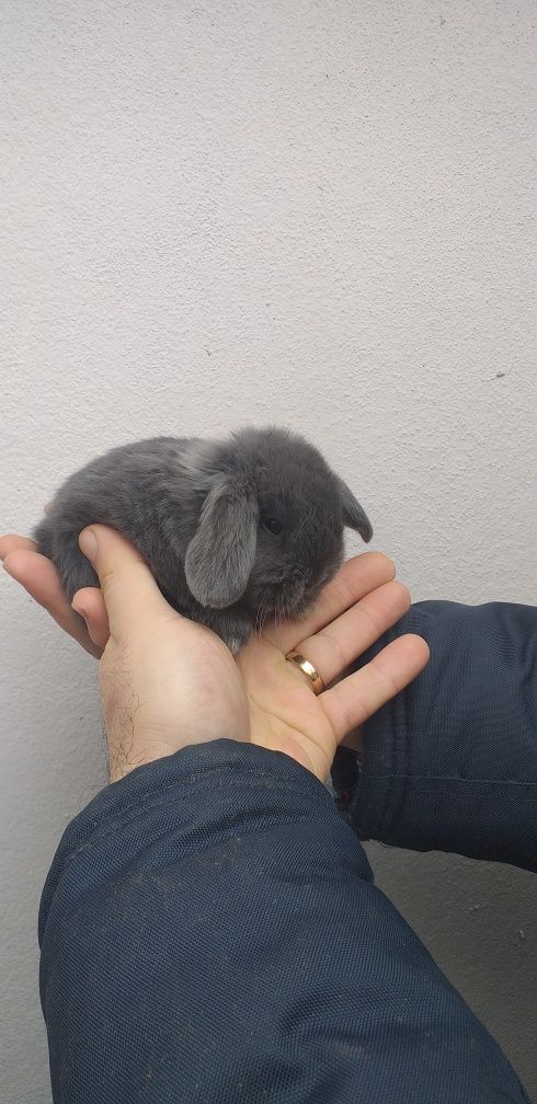 Kit Coelhinhos anões mini lop belier puros