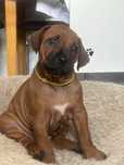 Rhodesian ridgeback - Ślask dostepna suczka standardowa