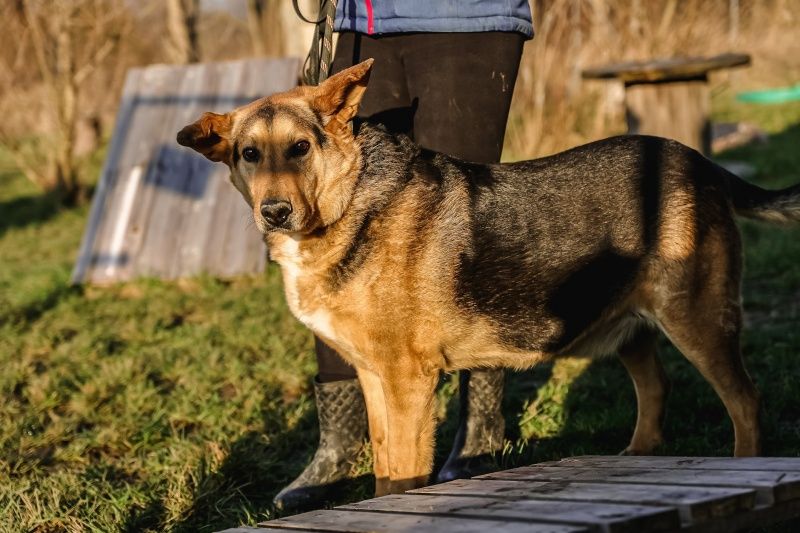 Brego czeka na domek!