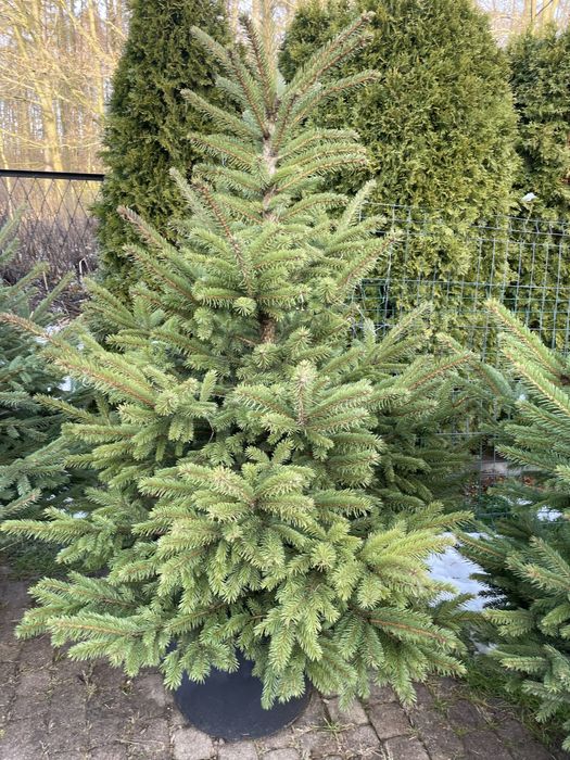 SOSNOWIEC CHOINKI świeże jodła świerk cięte doniczkowe śląsk